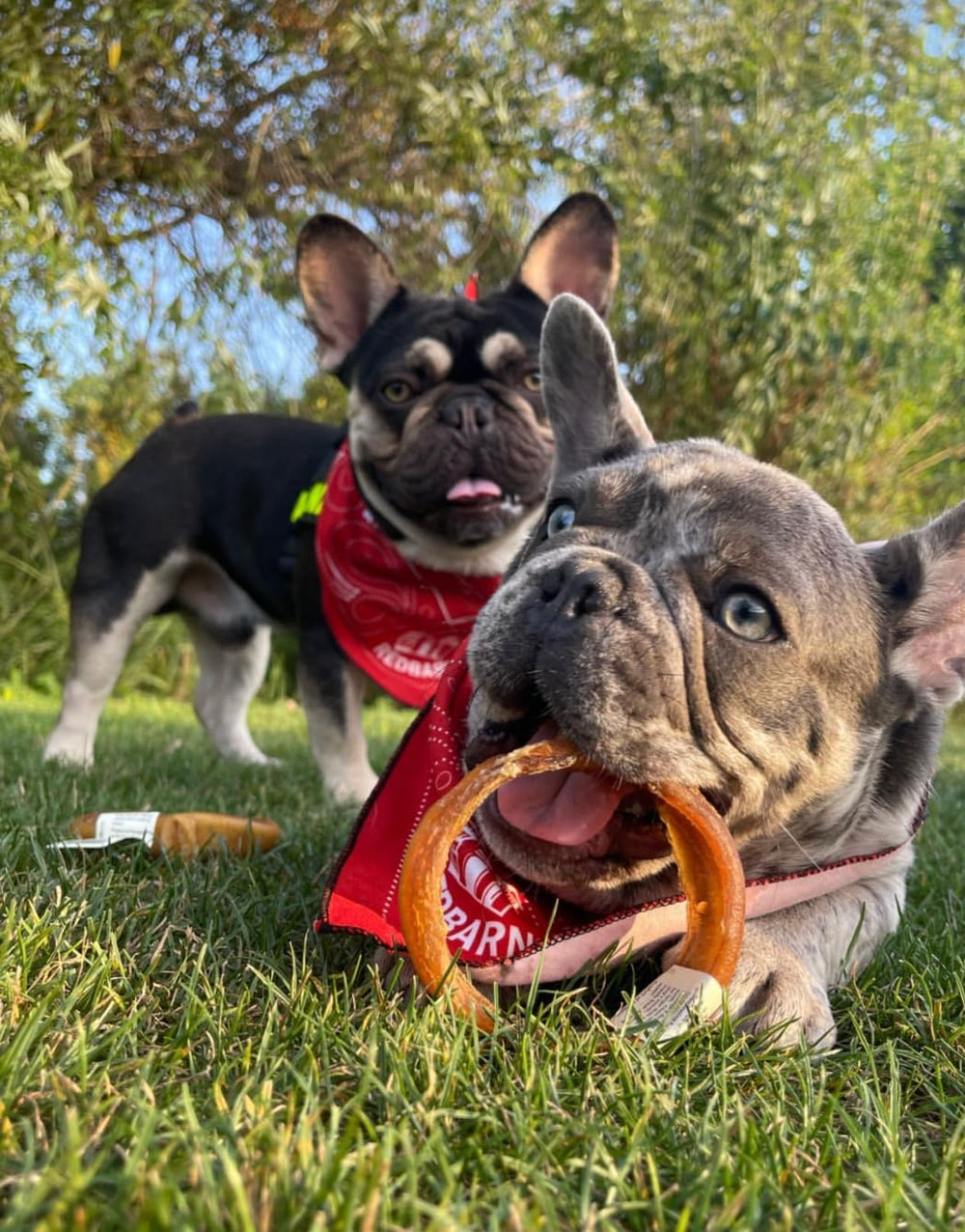 Redbarn Bully Stick Rings free-range grass-fed cattle highlight quality sourcing.