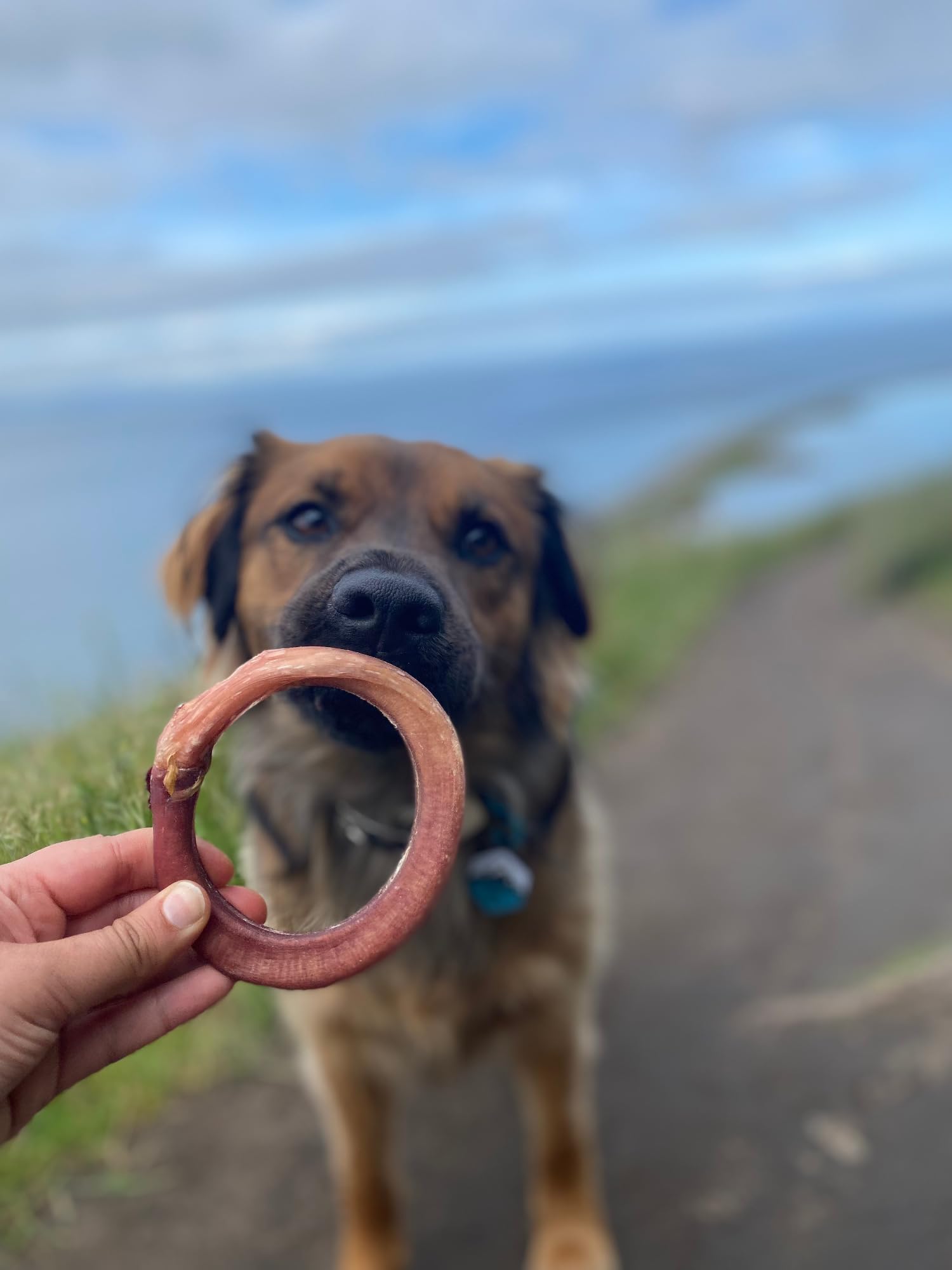 Redbarn Bully Stick Rings slow-roast in juices for rich taste.
