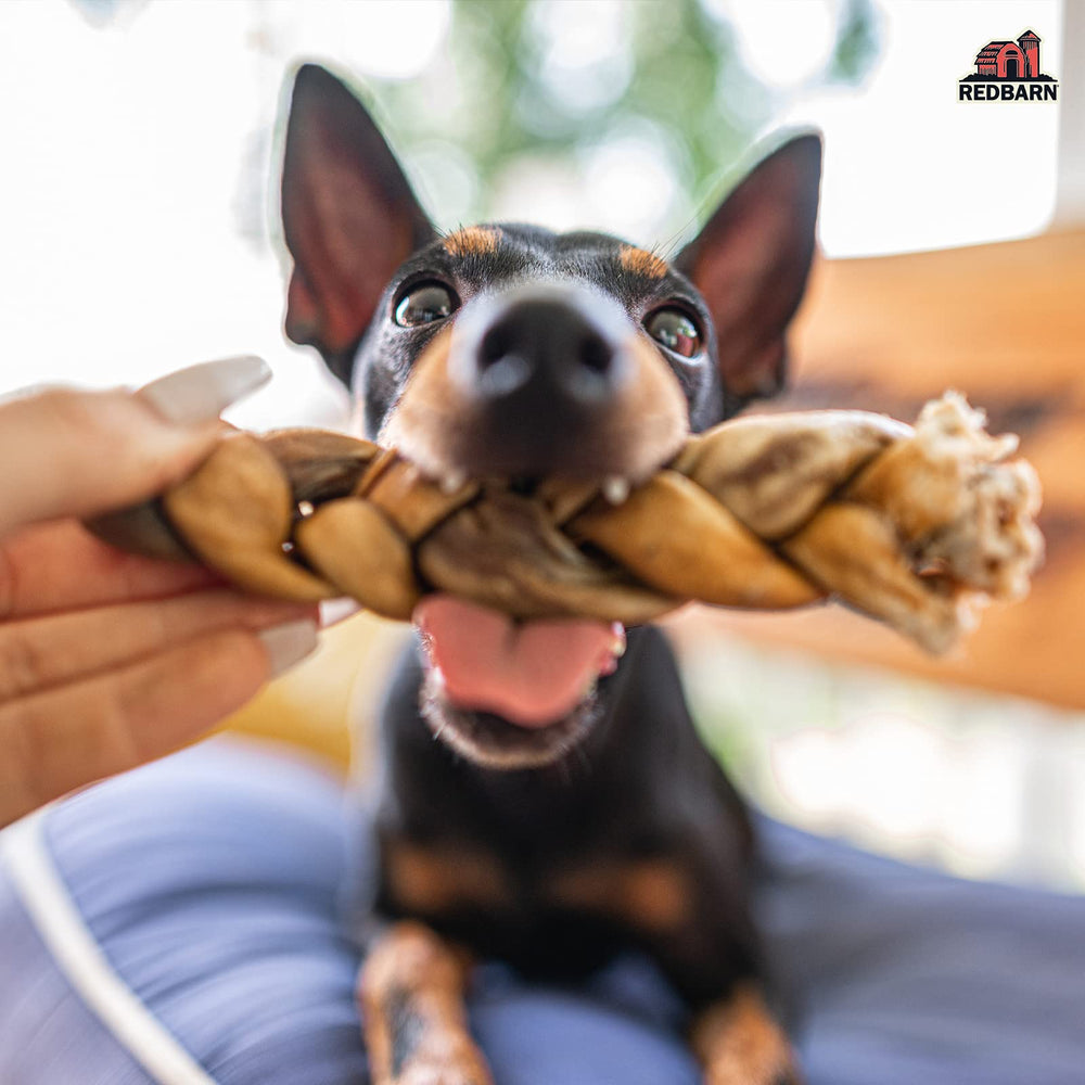 Redbarn Collagen Braid pack shot with chewer enjoying a savory, long-lasting chew