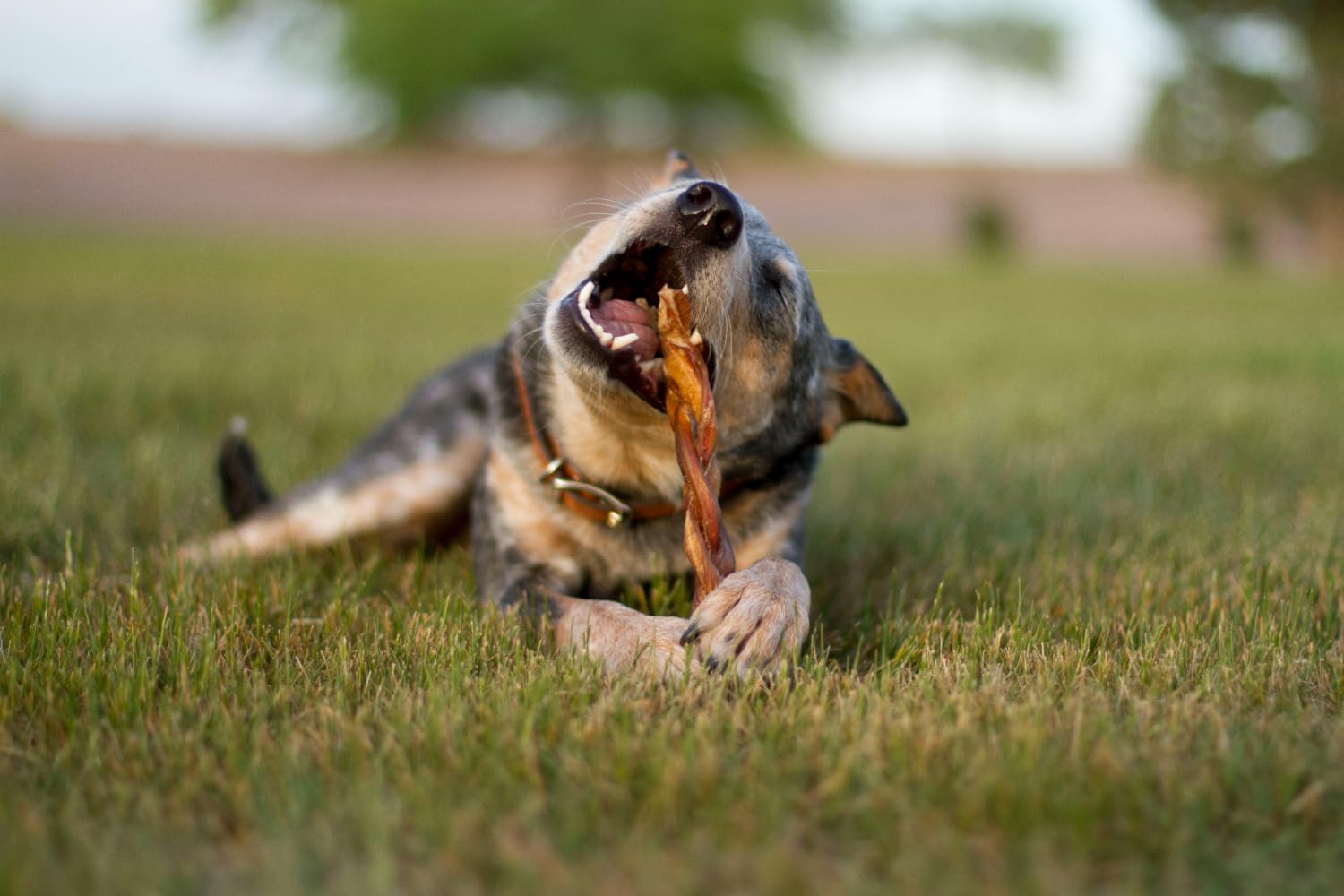 Redbarn rawhide-free chew option for dogs seeking natural treats.