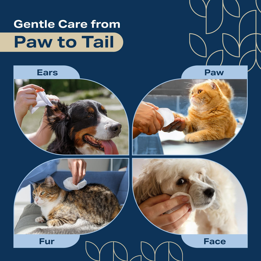 REFRESHIFY paw-face closeup, demonstrating gentle cleansing