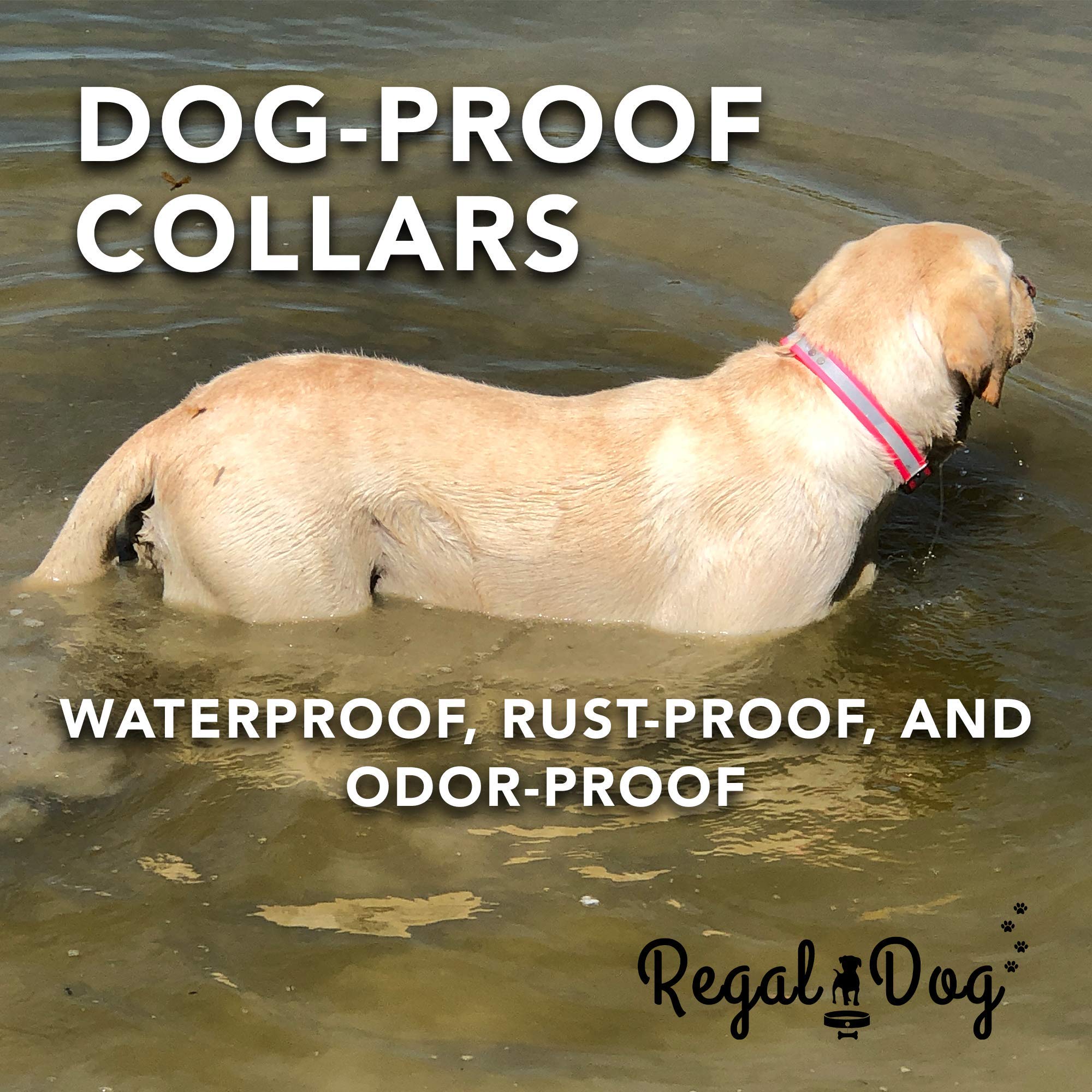 Regal Dog Products adjustable collar fits small to large dogs
