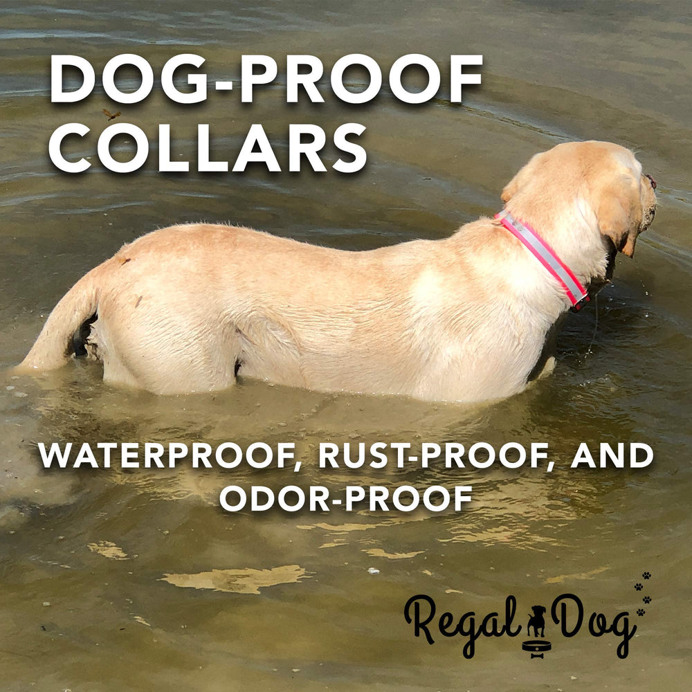 Regal Dog Products adjustable collar fits small to large dogs
