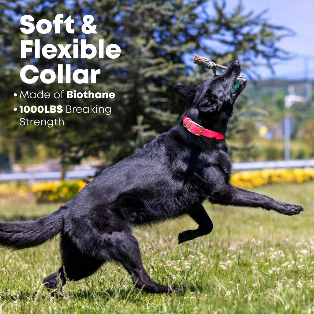 Regal Dog Products adjustable pink collar showing neck sizing range.