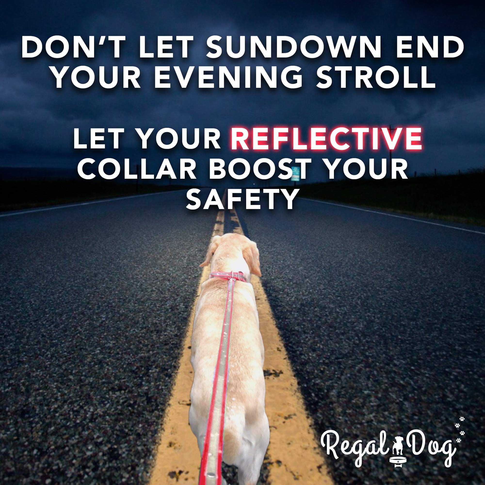 Regal Dog Products chew-proof collar stands up to active dogs
