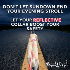 Regal Dog Products chew-proof collar stands up to active dogs