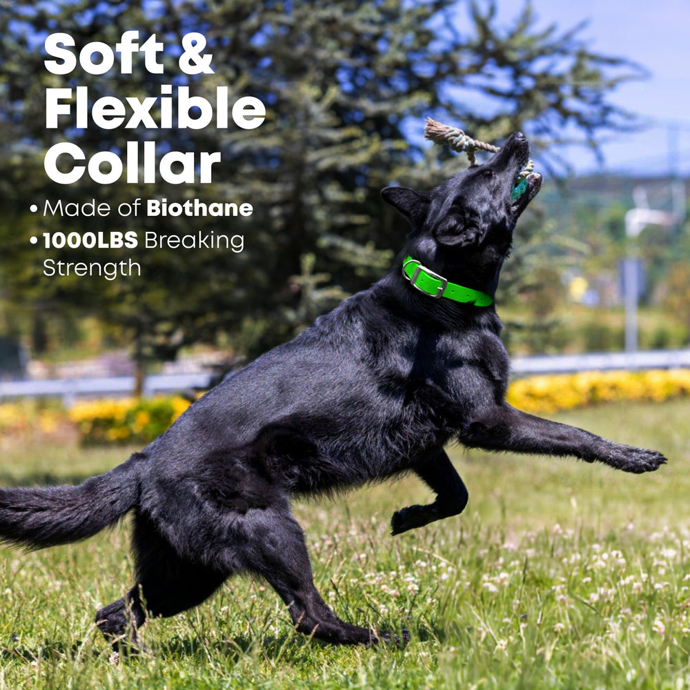 Regal Dog Products chew-resistant collar closeup emphasizes durable material and low maintenance.