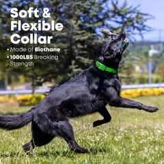 Regal Dog Products chew-resistant collar closeup emphasizes durable material and low maintenance.