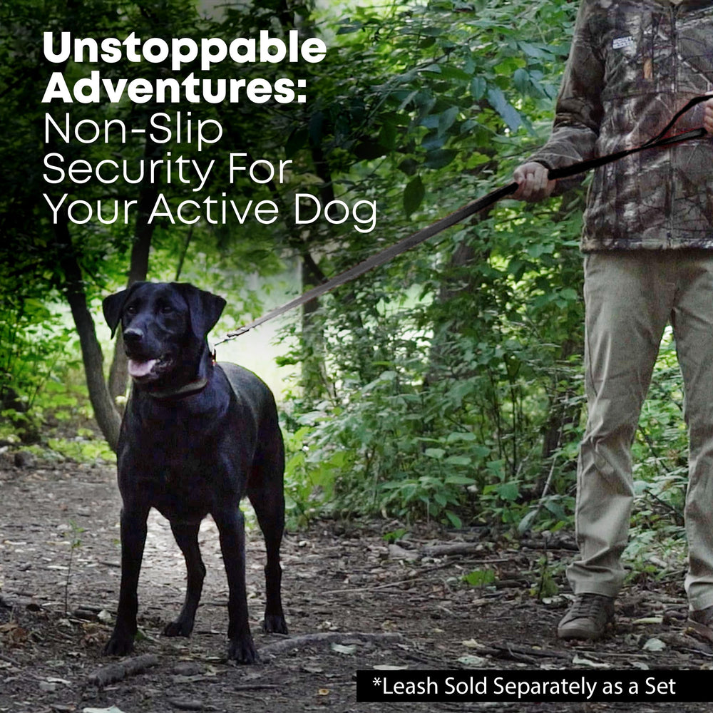 Regal Dog Products collar options in multiple colors for style and visibility