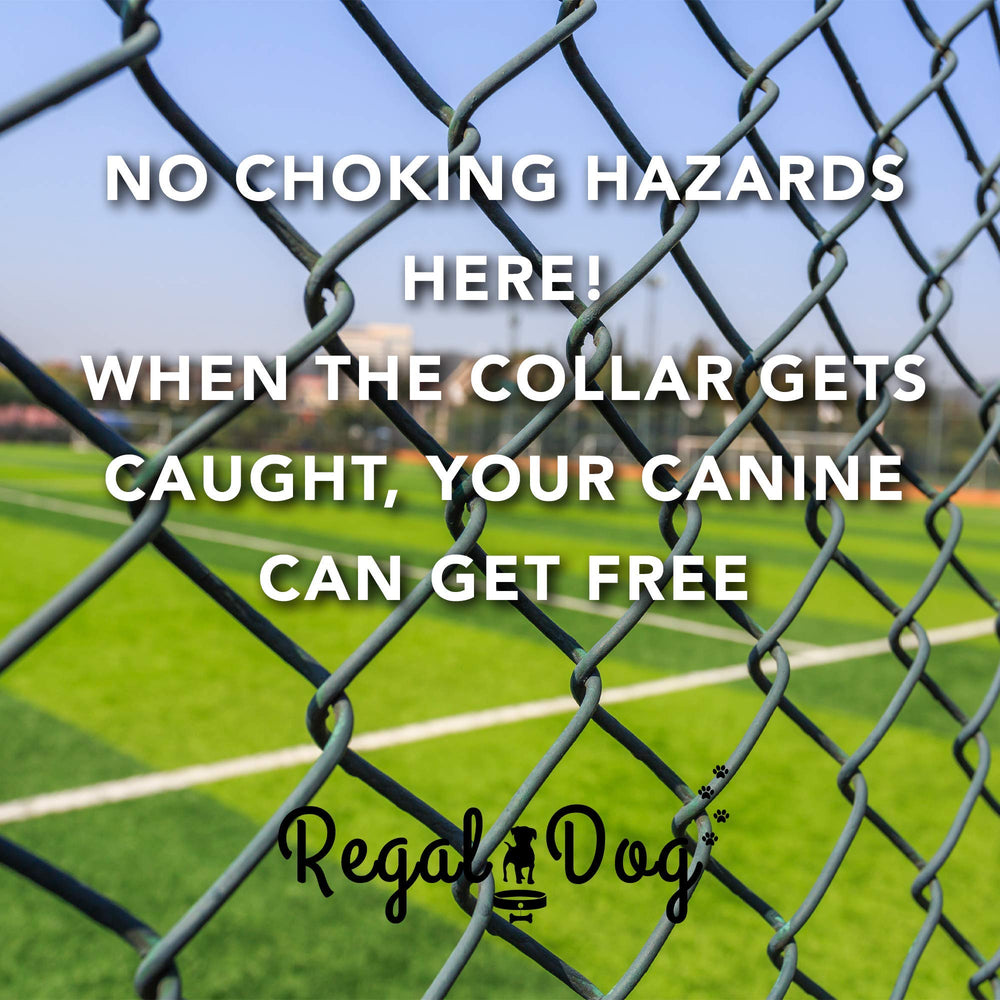 Regal Dog Products collar covered in mud ready for quick wash and dry
