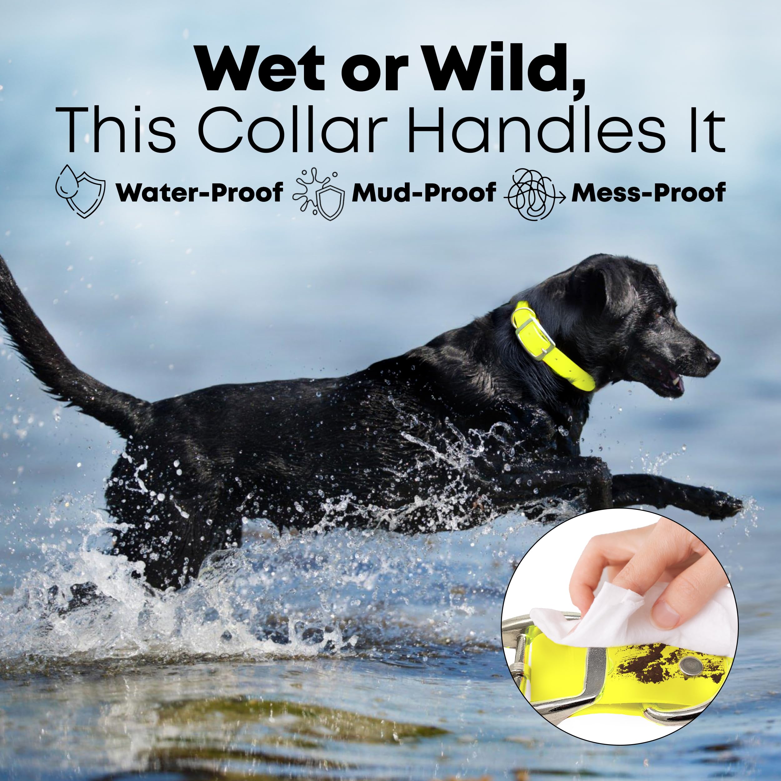 Regal Dog Products large yellow collar D-ring detail for leash and ID tag.