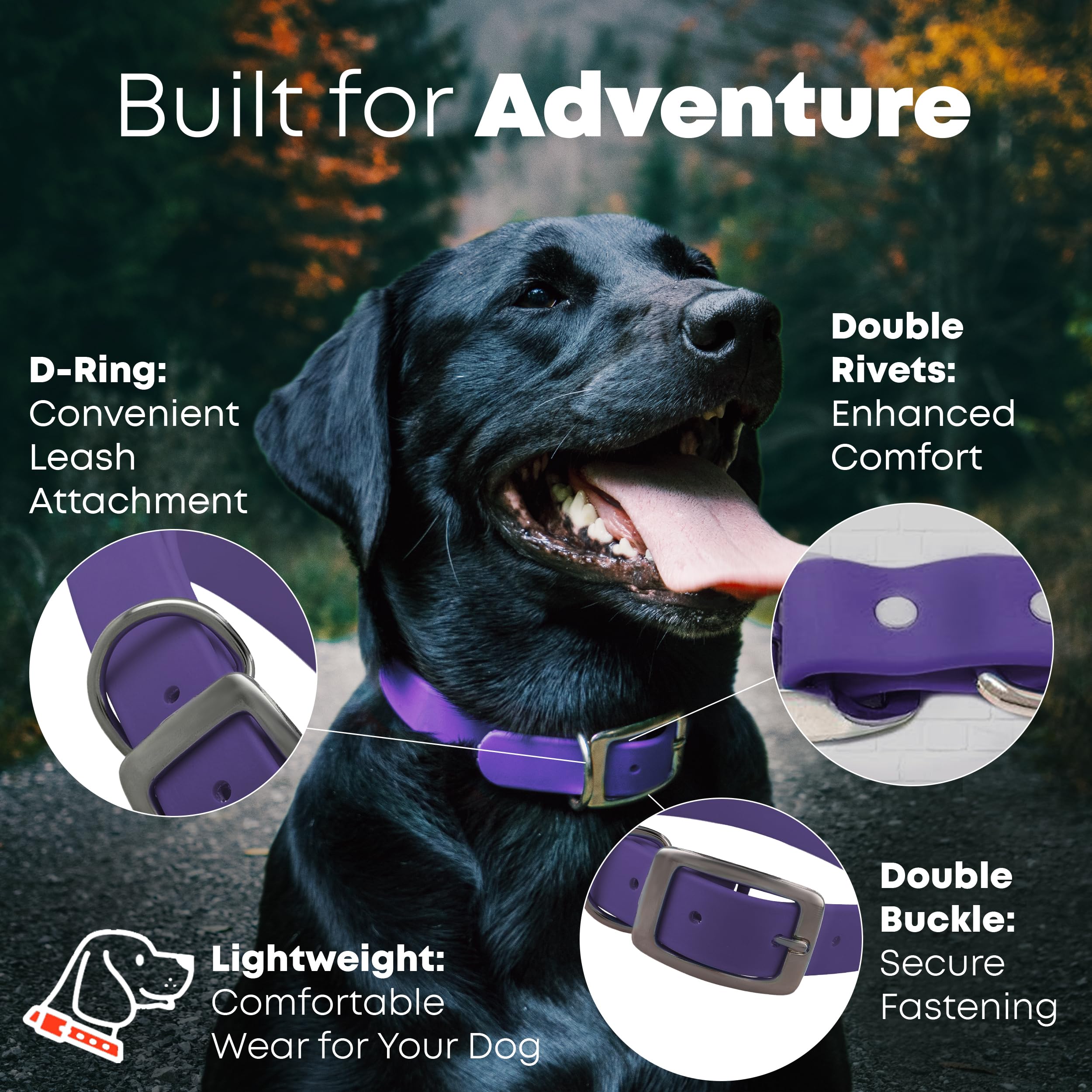 Regal Dog Products D-ring attachment on purple collar for leash use