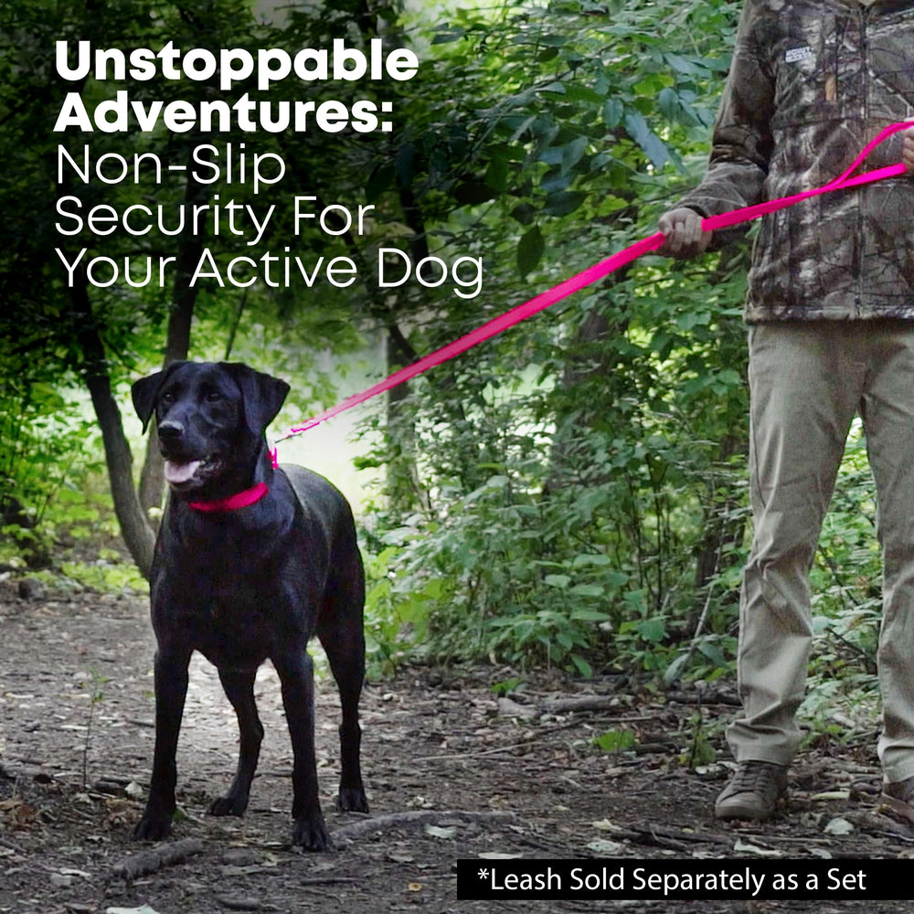 Regal Dog Products pink medium collar worn by a happy dog.