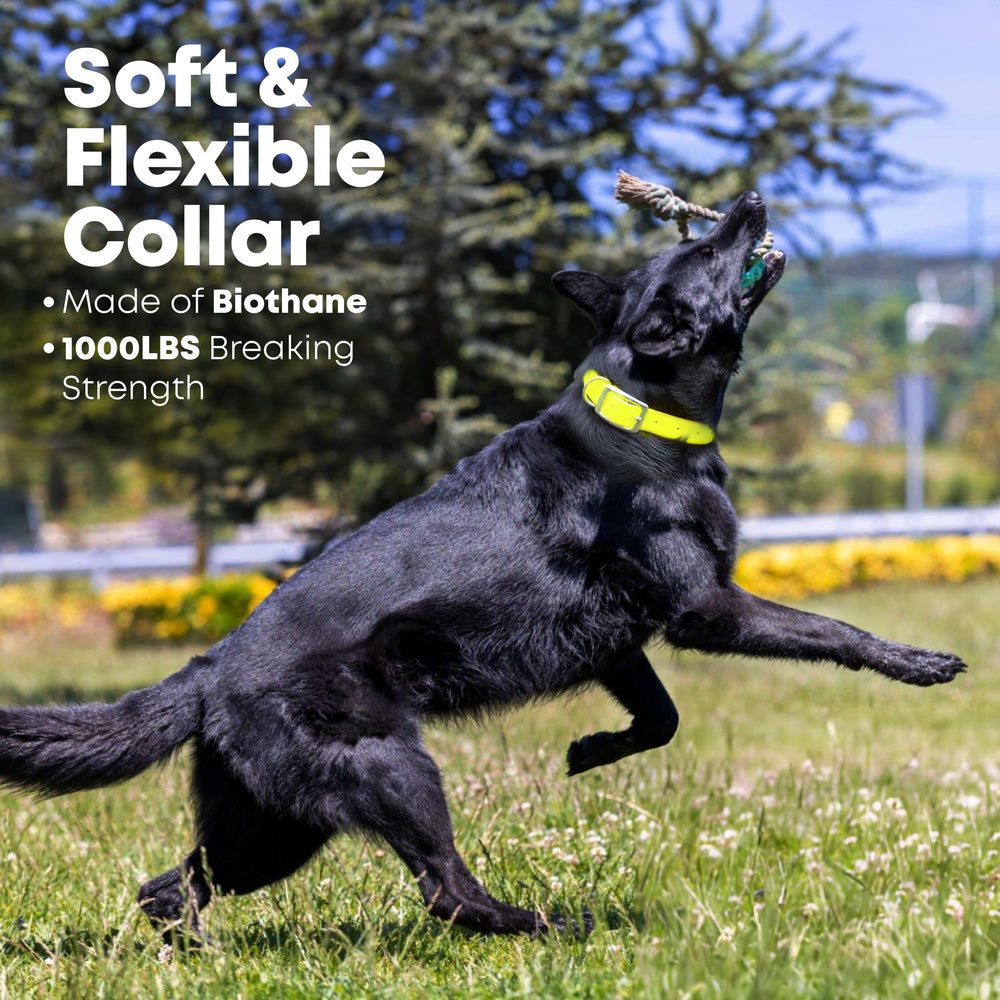 Small-size adjustable collar on a puppy highlighting fit and color