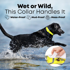 Regal Dog Products waterproof collar in use during outdoor walk