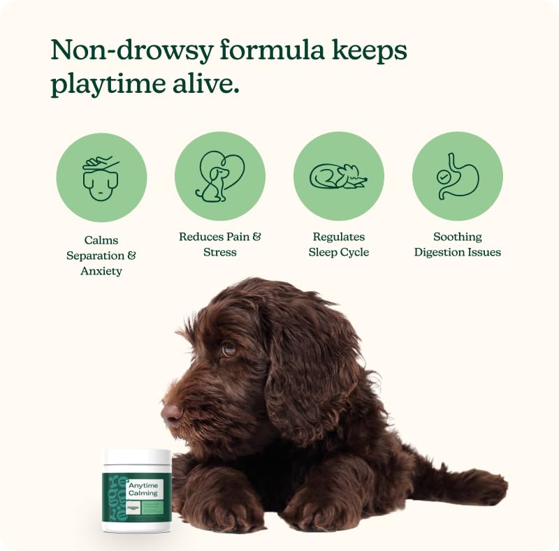 Reggie Anytime Calming Chews bottle on countertop for daily dog calm support.