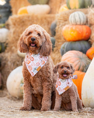 Remy+Roo amber-pattern dog-walk shows stylish seasonal bandana on active pup