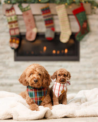Remy+Roo evergreen Christmas bandana design for seasonal flair