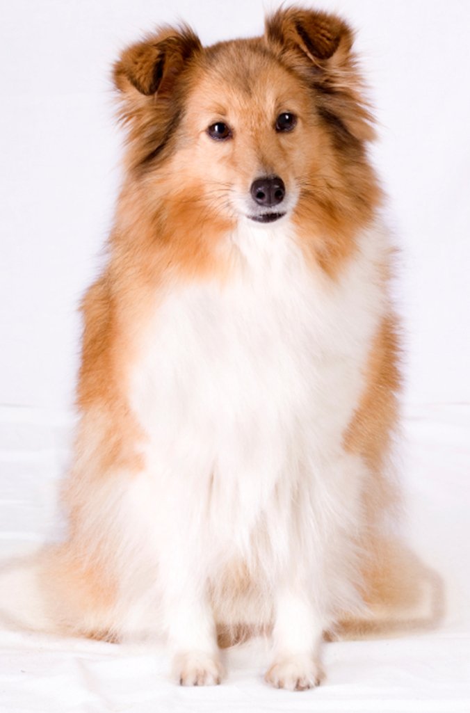 RenuPlex shampoo being applied shows a comfy bath time and soothing coat.