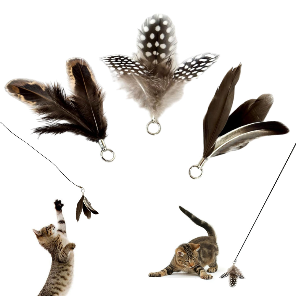 Repounce feather toys replacements 3pc – close-up of natural feathers for engaging kitten hunts.