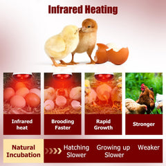 REPTI HOME heat lamp ideal for coop setup and reliable warmth.