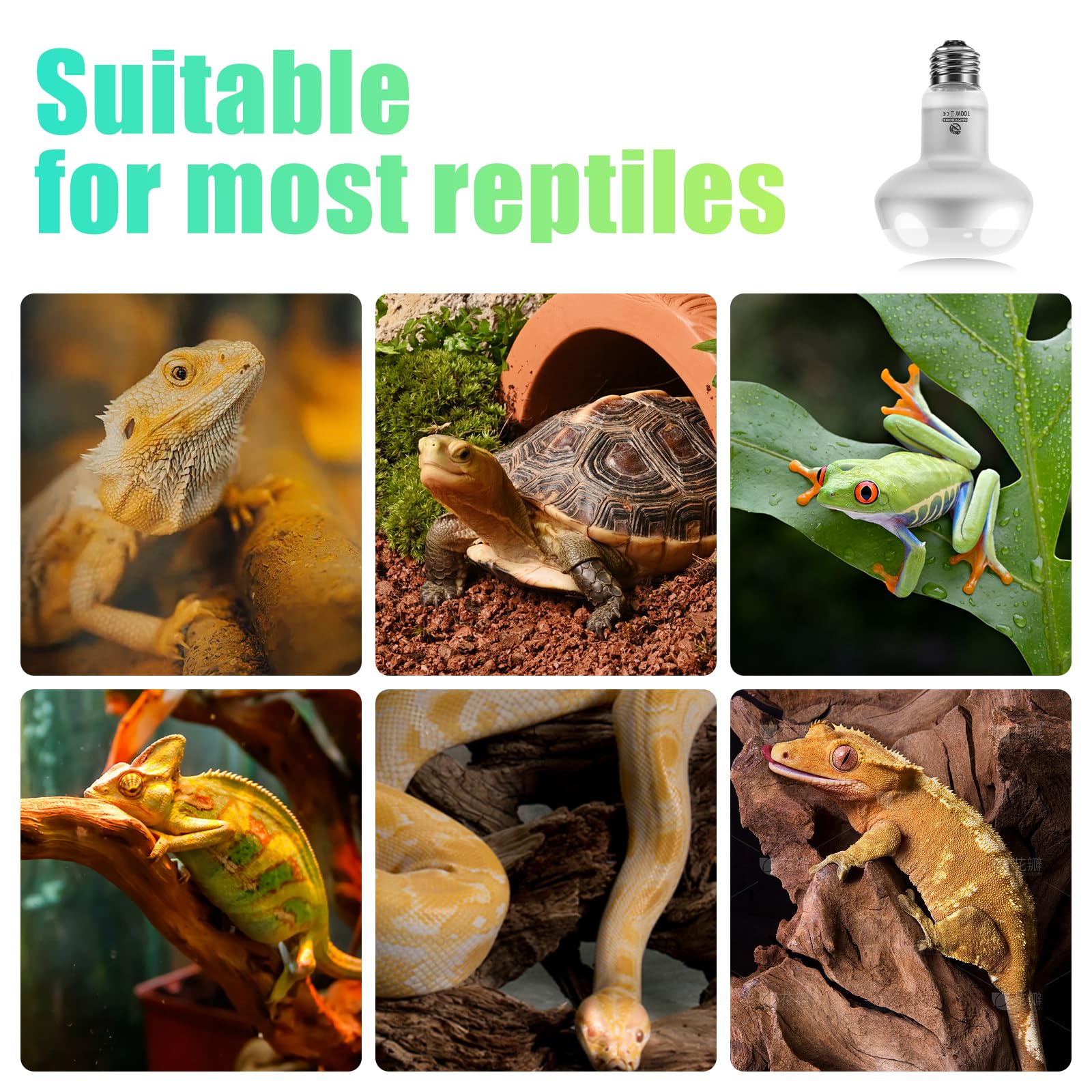 REPTI HOME multi-species compatibility, suitable for bearded dragons, tortoises, lizards.