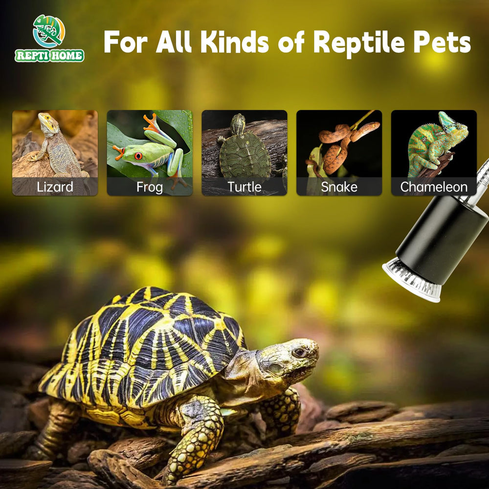 REPTI HOME tank setup idea pairs with feeding boxes and small terrariums.