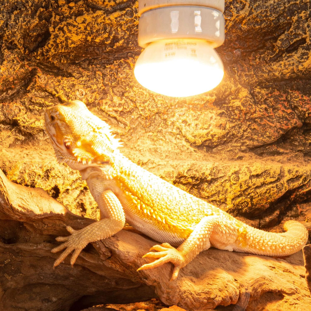 REPTI ZOO chameleon enclosure uses daylight for natural behavior and awareness.
