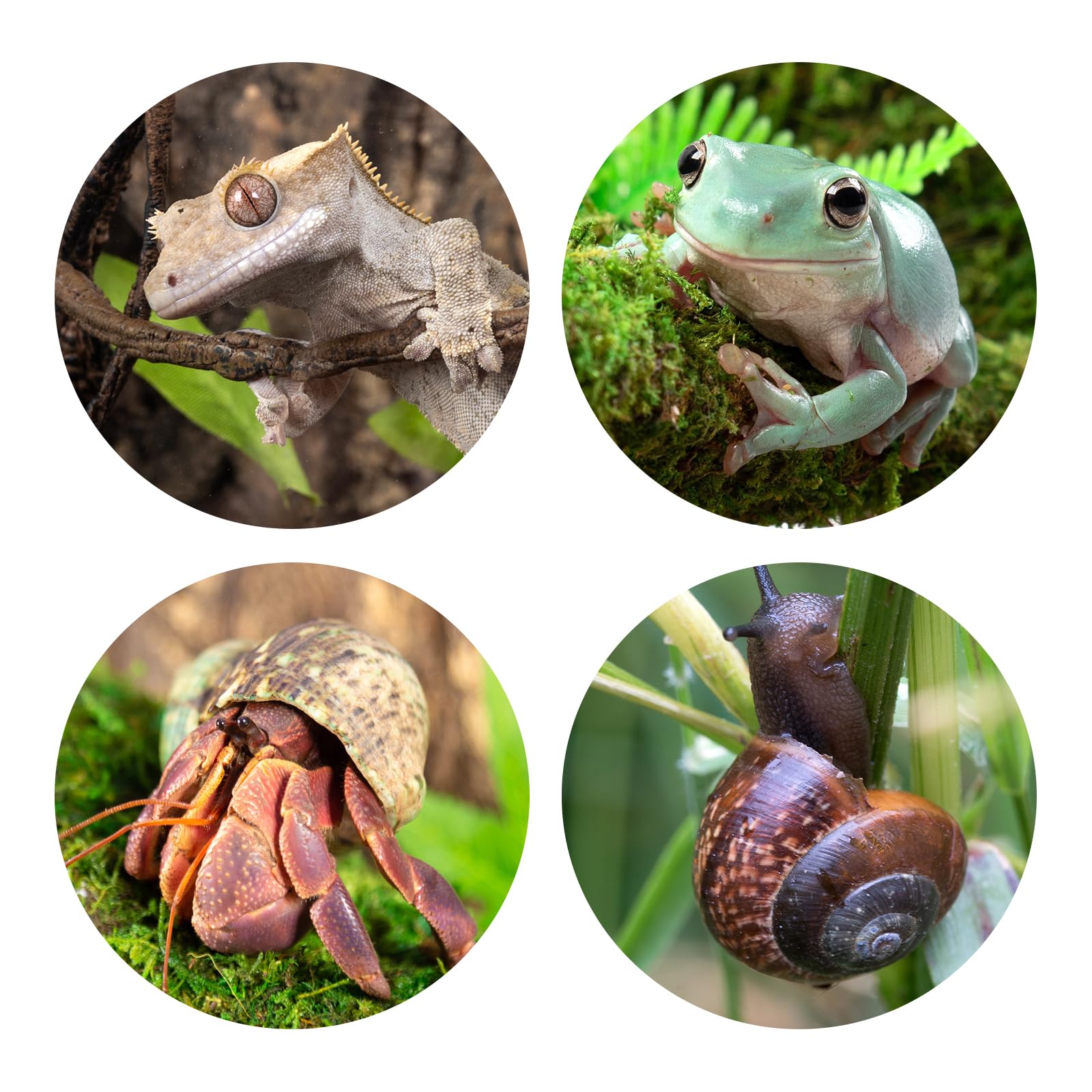 REPTI ZOO multifunctional hide stores water and food while offering shelter.