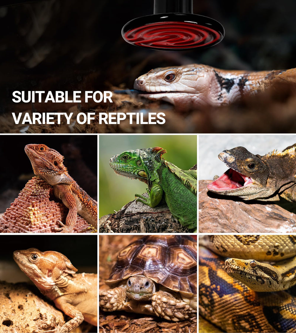 REPTI ZOO night heat lamp in terrarium supports nocturnal warmth without light.