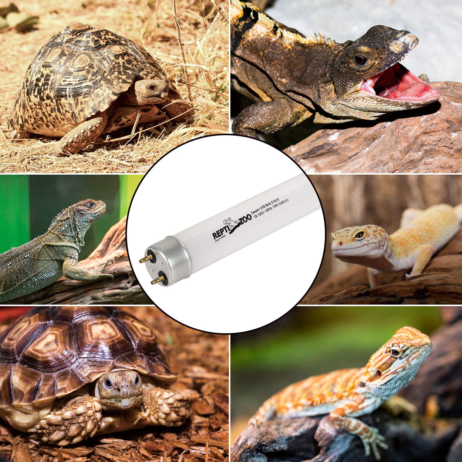 REPTI ZOO T8 sun UVB lighting powering UVA-driven behavior cues.