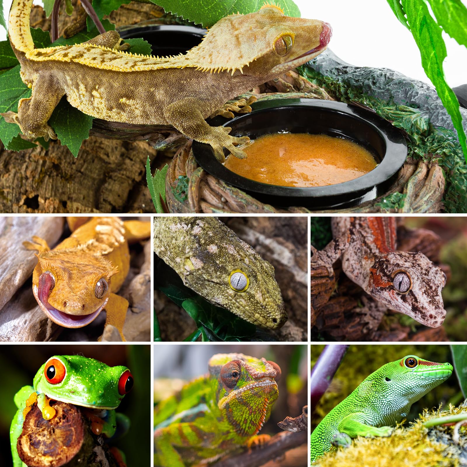 REPTI ZOO terrarium dining setup enhances habitat realism and feeding ease