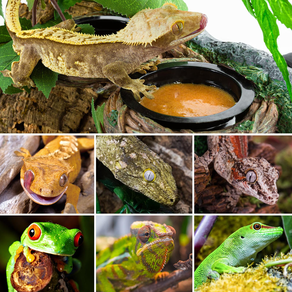 REPTI ZOO terrarium dining setup enhances habitat realism and feeding ease