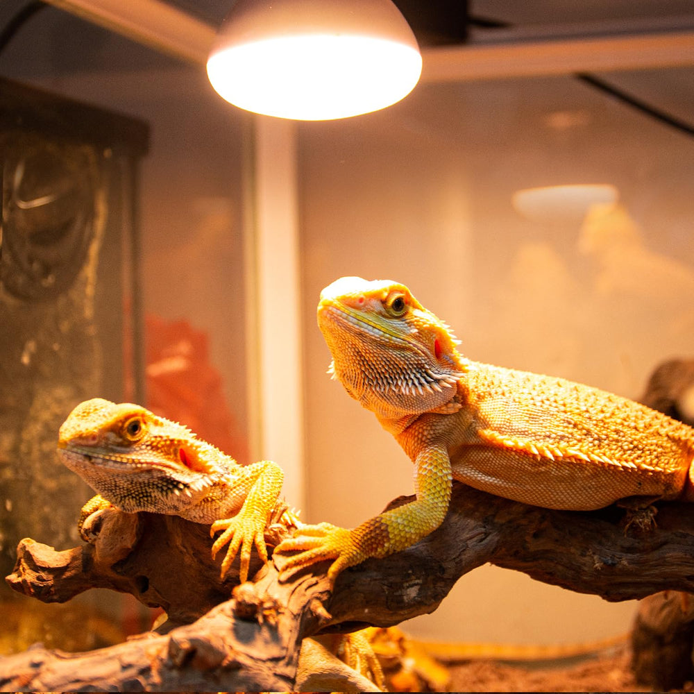 REPTI ZOO tortoise gecko lizard habitat benefits from reliable basking lamp