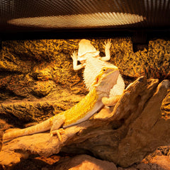 REPTI ZOO UVA full-spectrum daylight supports reptile daytime activity.