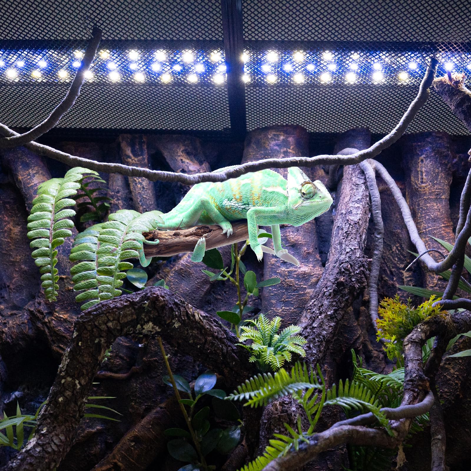 REPTI ZOO UVB light dimming in 18-24 inch tank demonstrates safe heat balance.