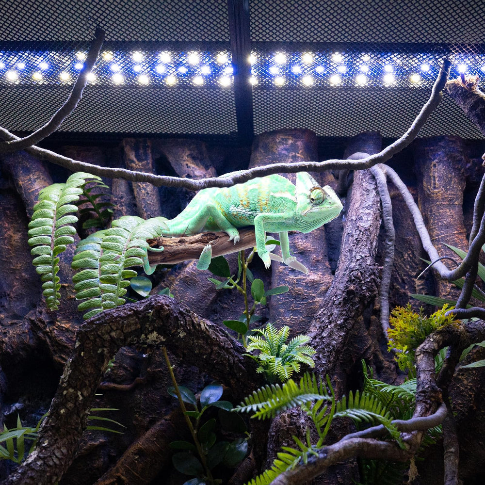REPTI ZOO UVB light dimming in 18-24 inch tank demonstrates safe heat balance.
