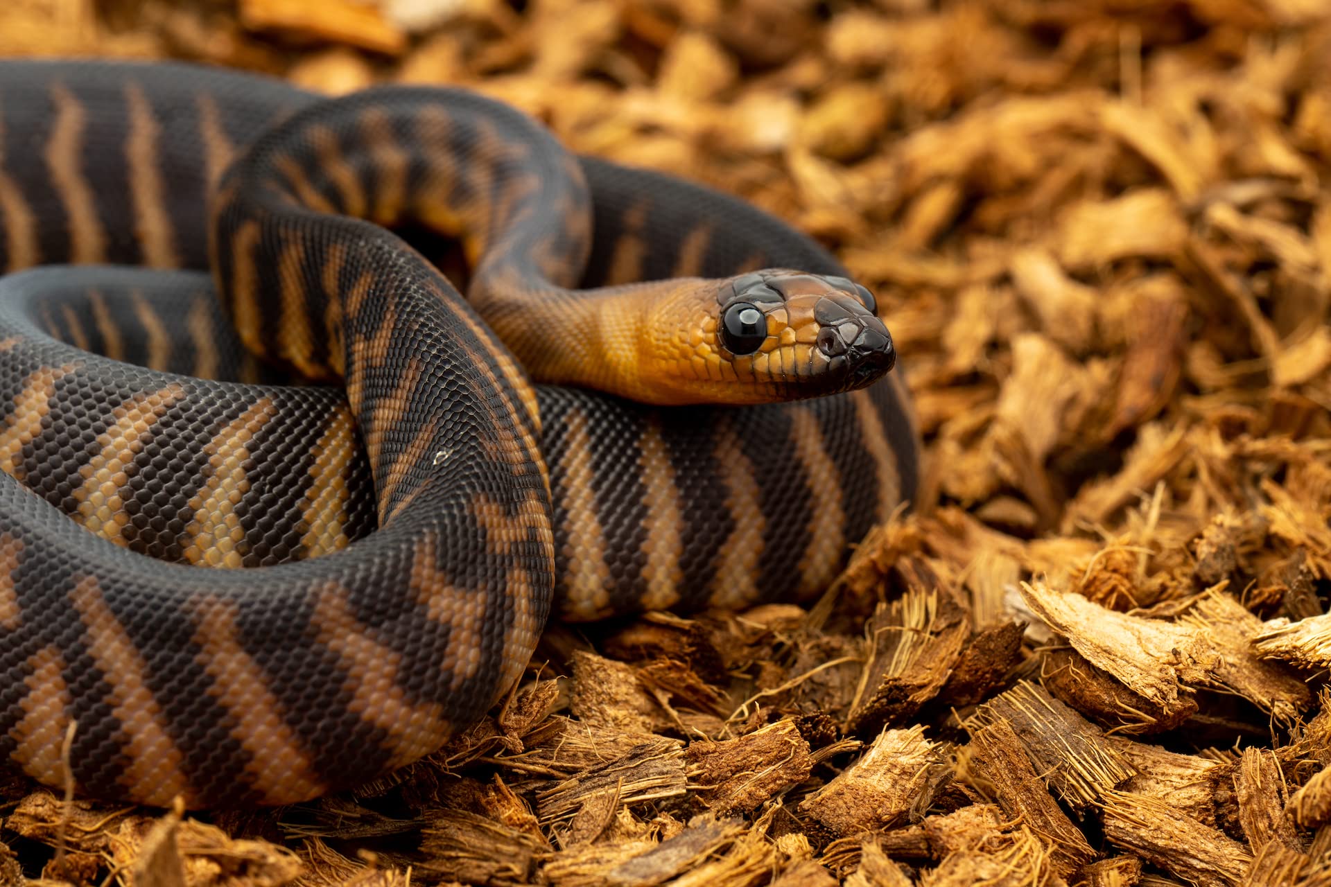Reptichip BabiChip bioactive bedding base supports enrichment in terrarium systems.