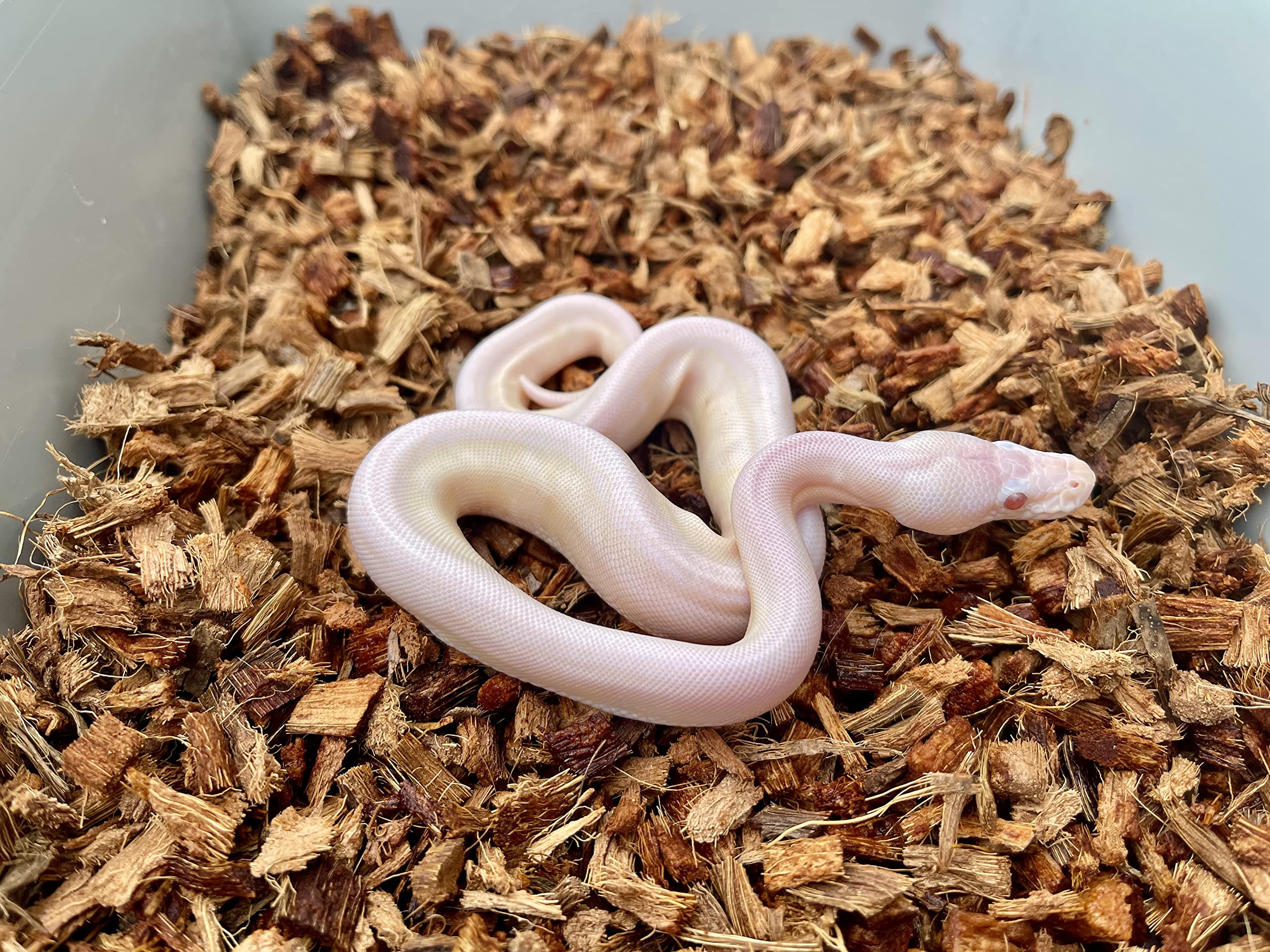 Reptichip eco-friendly substrate is 100% organic and sustainably sourced.