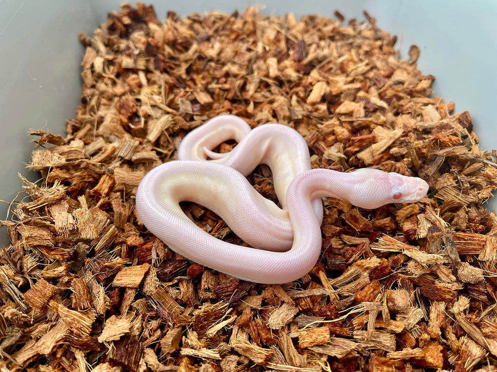 Reptichip eco-friendly substrate is 100% organic and sustainably sourced.
