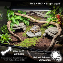 ReptiKing T5 UVB fixture kit helps Bearded Dragon habitat lighting.