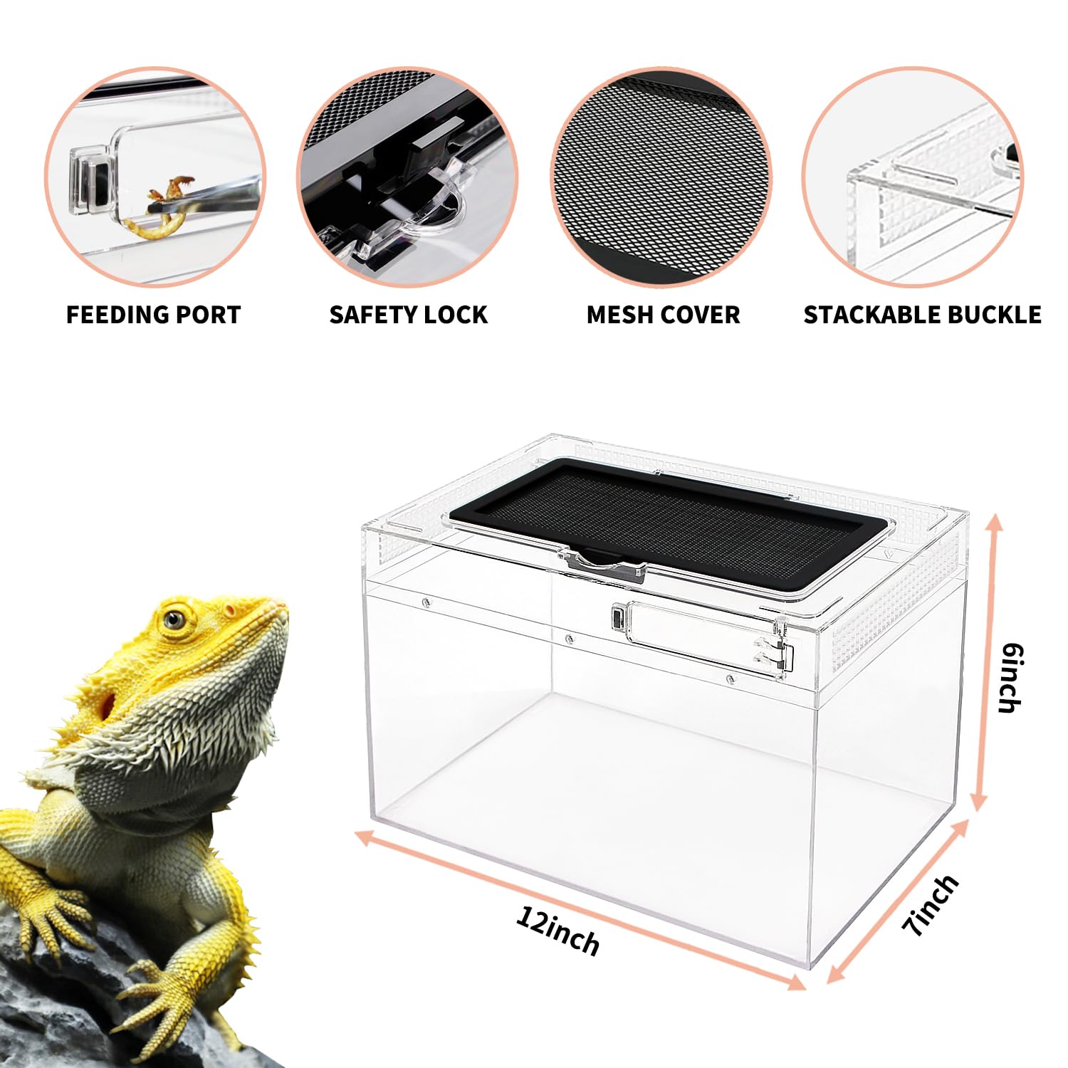 Reptile Growth Mini Terrarium crystal PC close-up highlights durable explosion-proof viewing panel