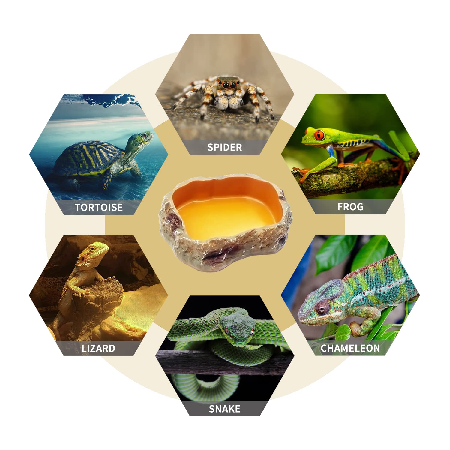 Reptile Growth terrarium-setup highlights versatile bowls for multiple species.