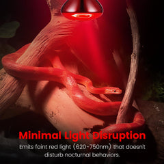 REPTITRIP bearded dragon setup highlights a warm basking spot