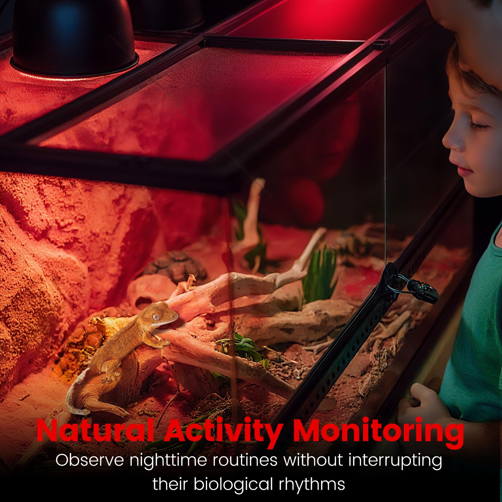 REPTITRIP red glow in terrarium offers cozy nighttime warmth