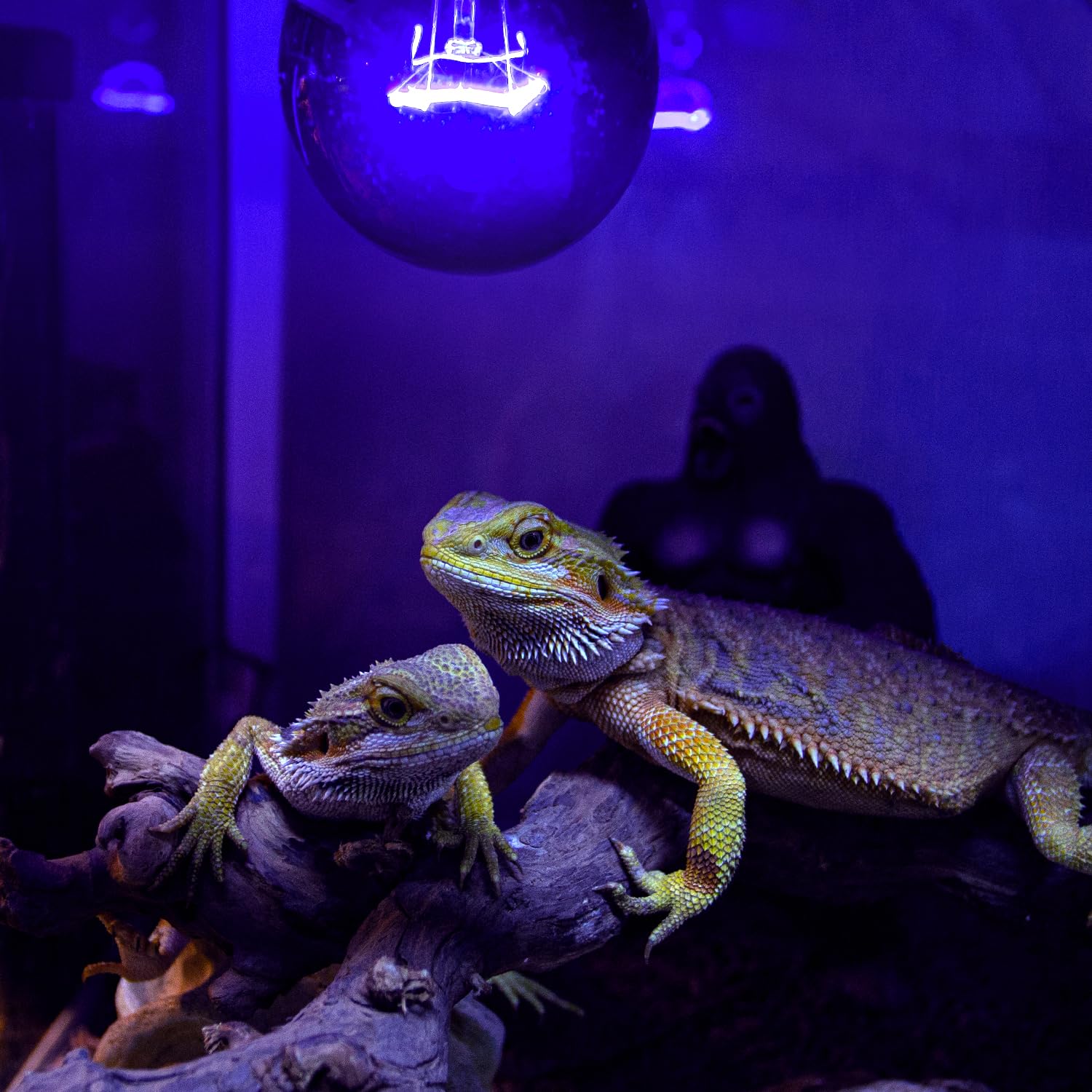 REPTIZOO after-service replacement bulbs ensure quick support