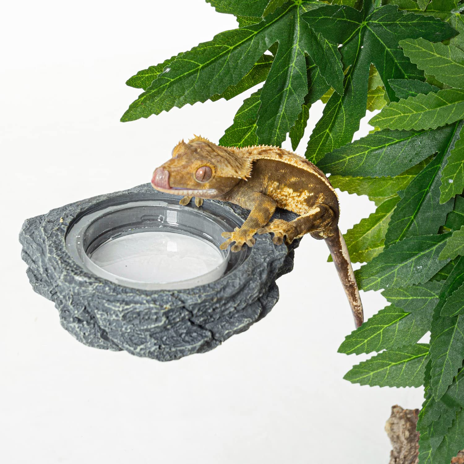 REPTIZOO feeder ledge cleaning demonstrates resin material that's easy wipe down and colorfast