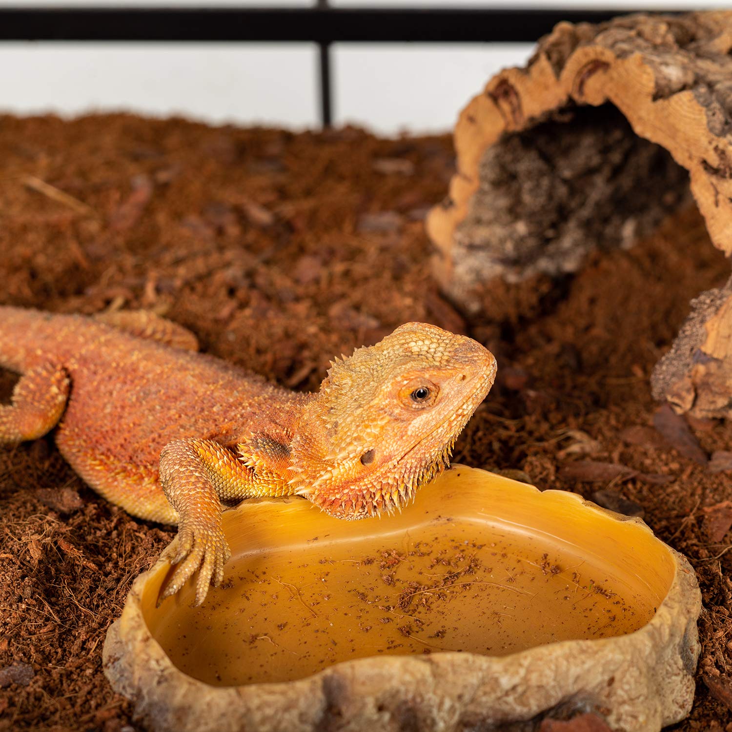 REPTIZOO dimension label image illustrating 8.8 by 6.5 inch size