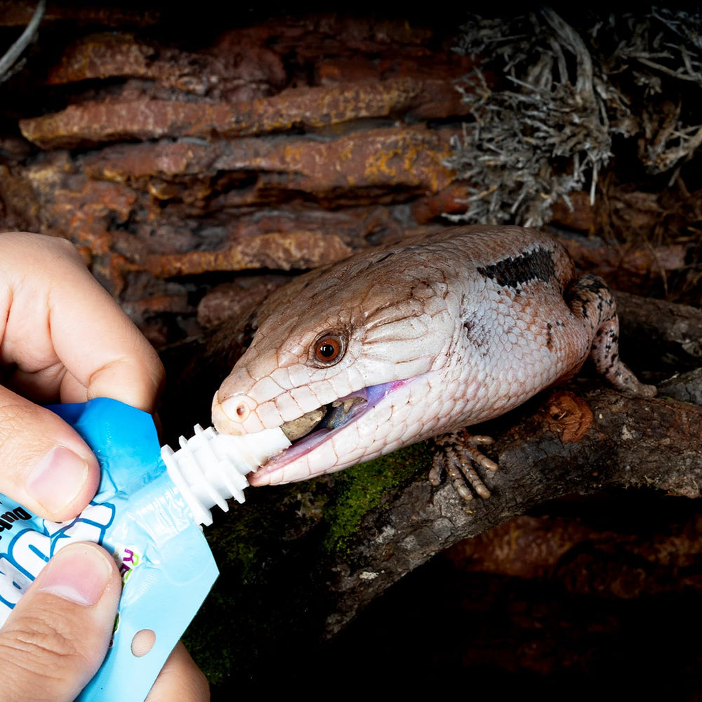 REPTIZOO FRIENDLY insect puree ingredients close-up highlights fresh dubia and mealworms for balanced nutrition.