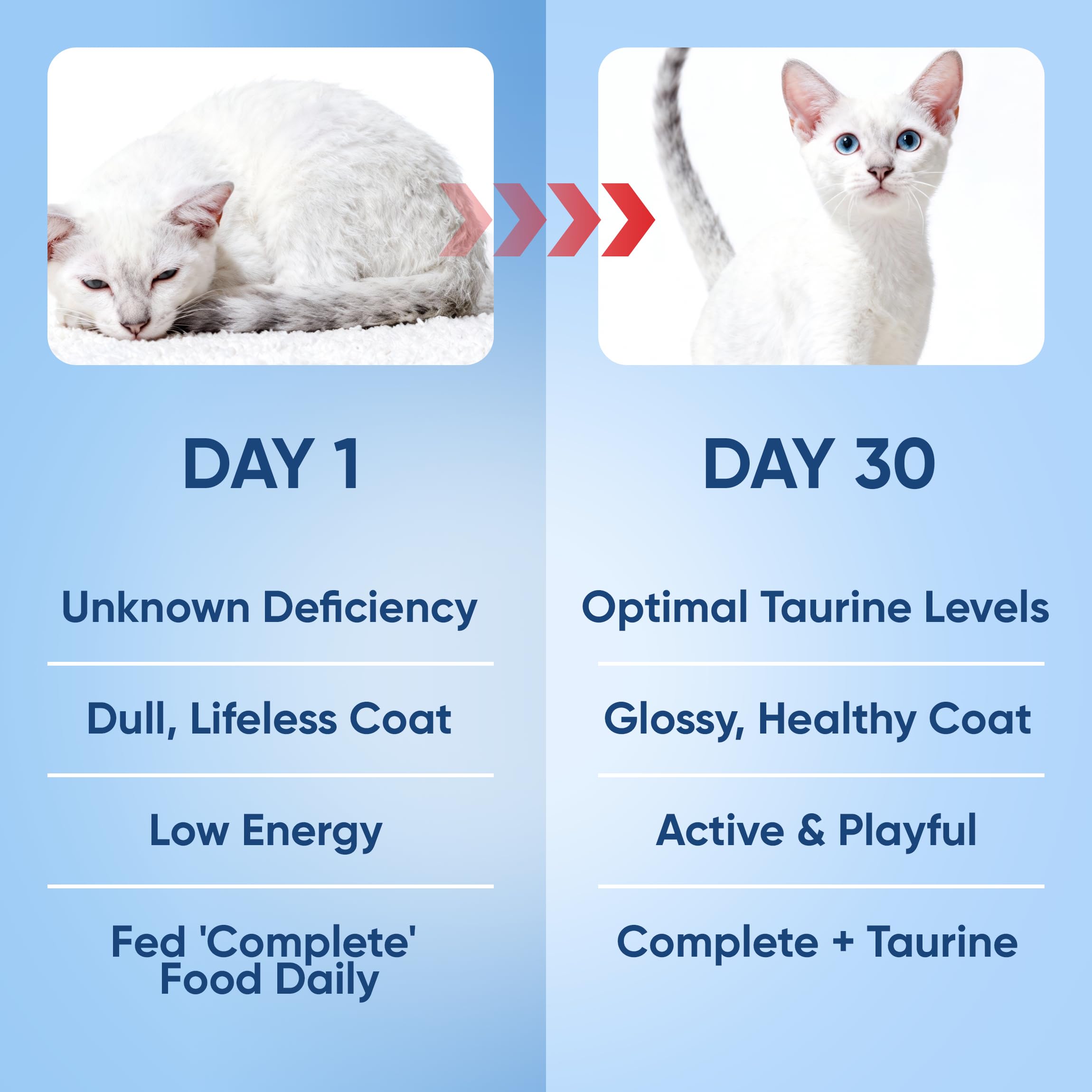RETPMOSO KittySupps Taurine for kittens to seniors suits multi cat households.